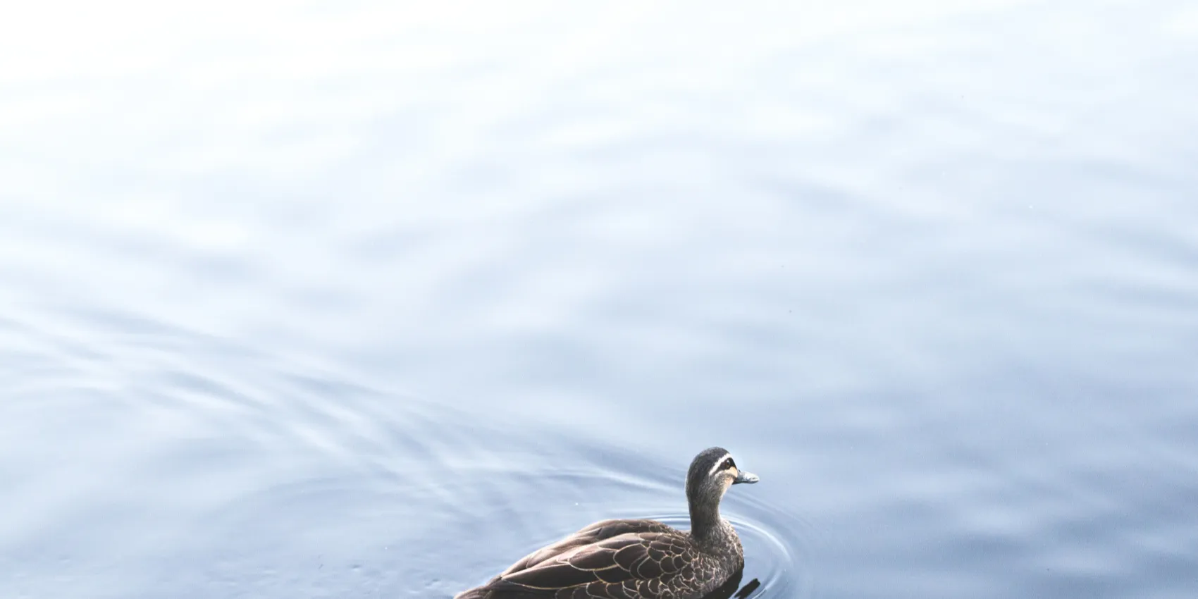 6a9f4fe41c45d880b024452cbf48338a