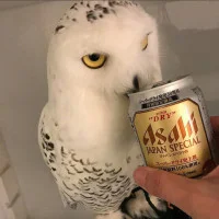 15464088712-1