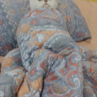 6568ab3ae00ea092881bbfff5dfca318