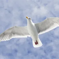 0e07c7a1c33d03bb1d0cf334a63d5b02