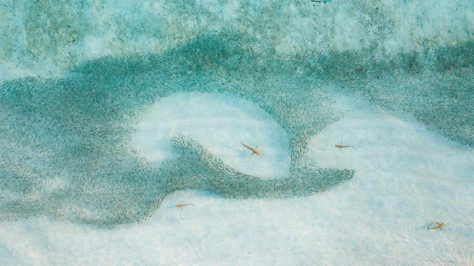 fa4c51a3303dc0d9d4c5e708c77c365c