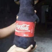 a9d8feaac9e931b3e2b4c305915ceabc