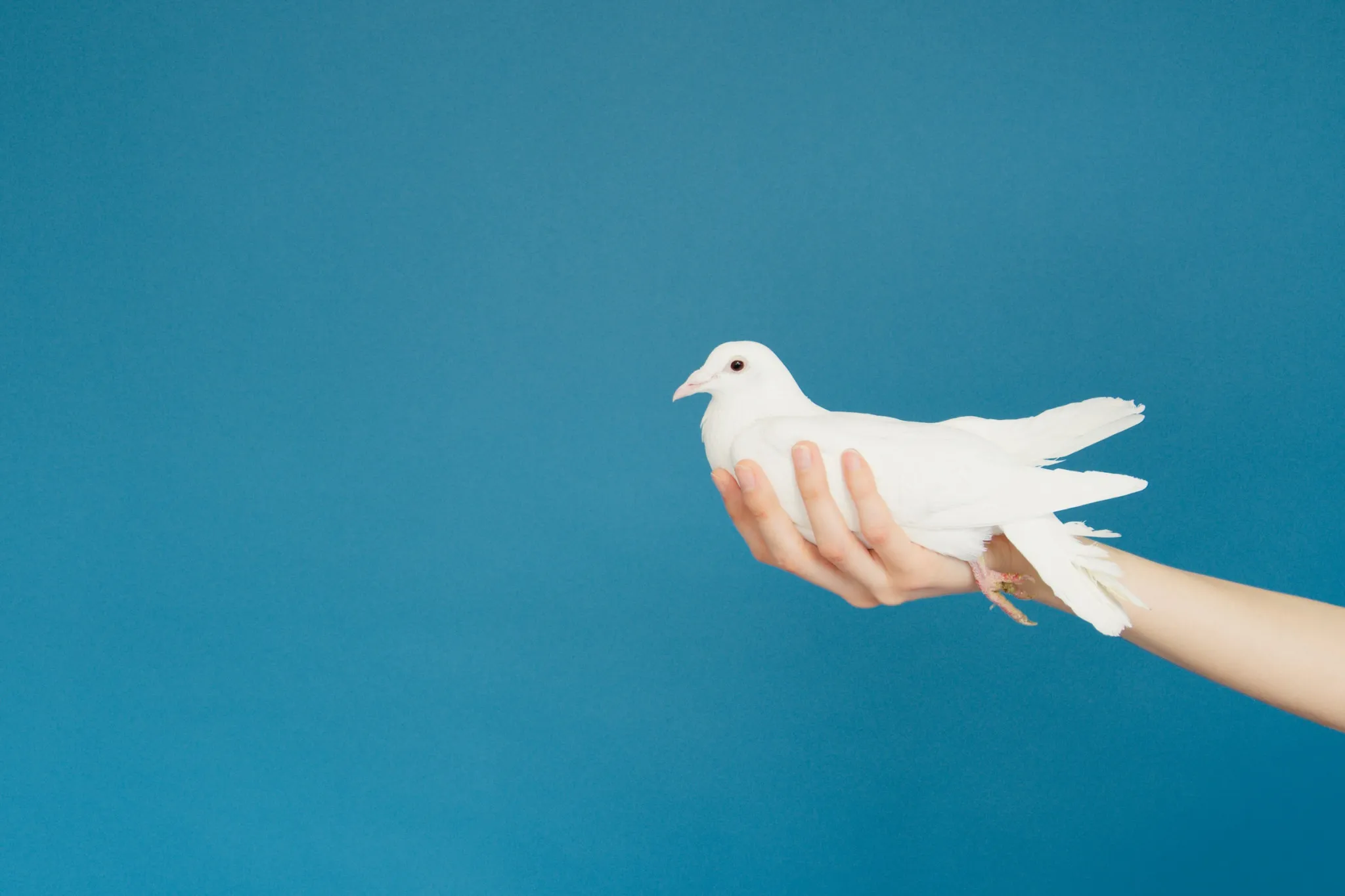 FgGkF-FJnrdIkmSMClZve-v8JljW