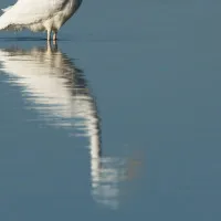 FvDGLrFiprxd1wv-PcMa_j7k-dlh