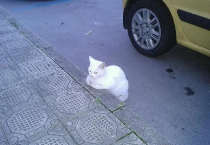 9a5fa43a2b857f5cf9998b9980bacb2e