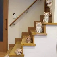 15446835534