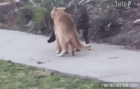 bcc93f49gy1fcsc6cg5xfg207w051npd