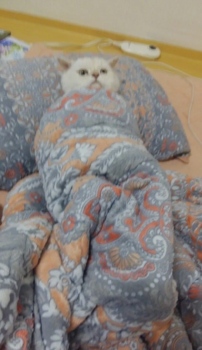 15135667198245bf01ly1fmjx5mw9soj20jq0z2tcf