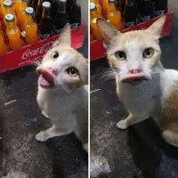 15522838704
