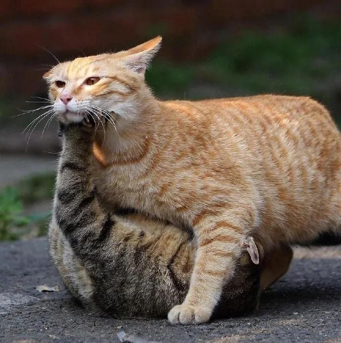 9e97dca9920eafc5e33d8d1e6b6906bf