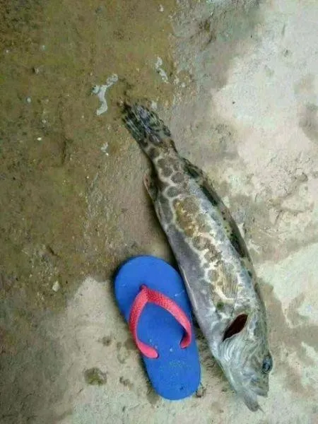 c0d36110d2f15a374a09838efbc5389c