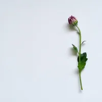 ad0419b9c8b5efc29f7e5647d93277ae