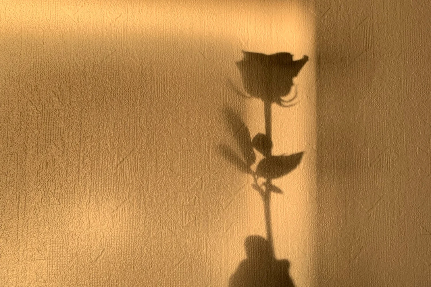 FoLf525FRCbmWvJa0iSmsJ5mBjWc