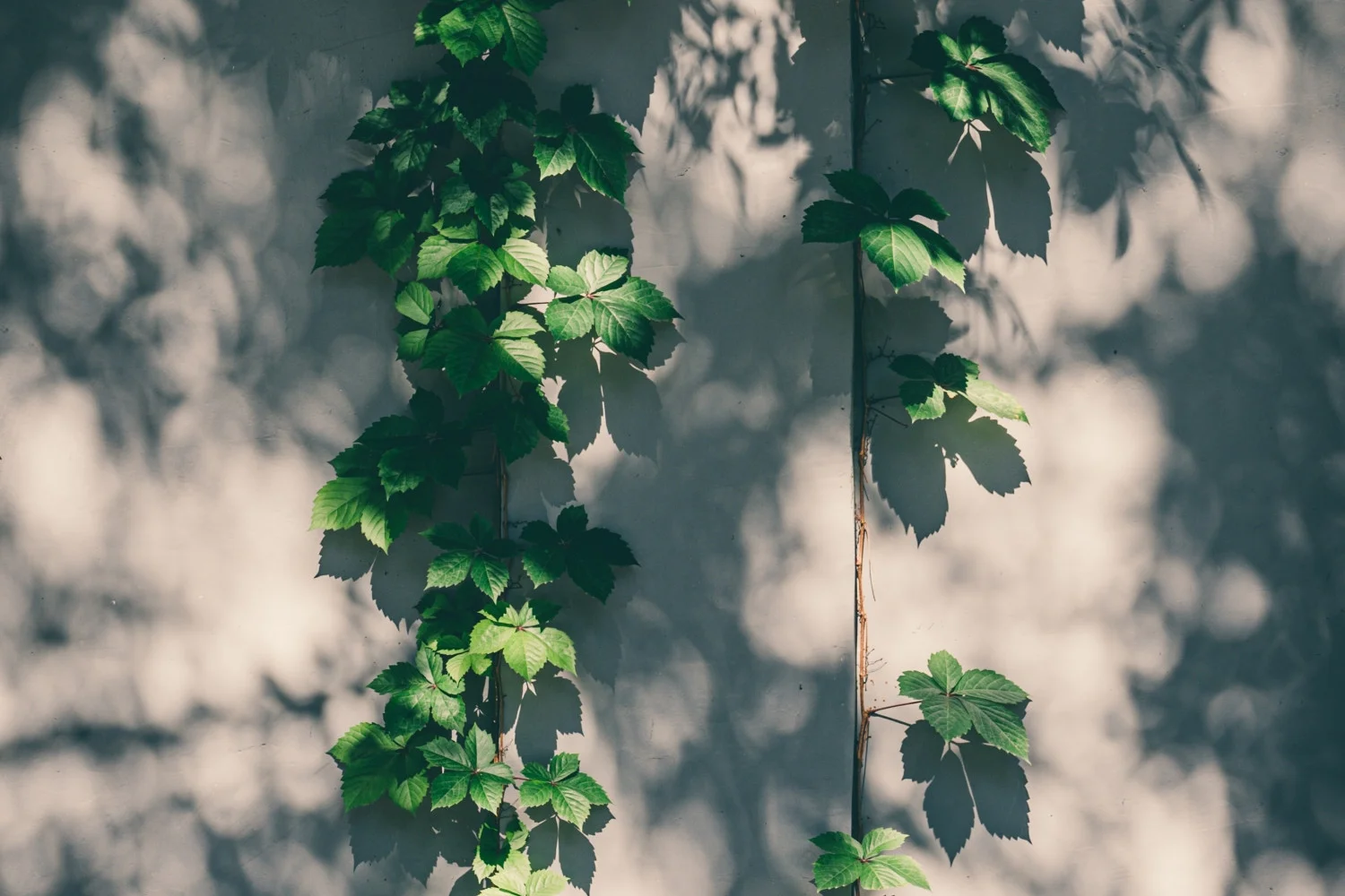 Fudzpuuvqc9WEbfdvEnbu2kn8iD4