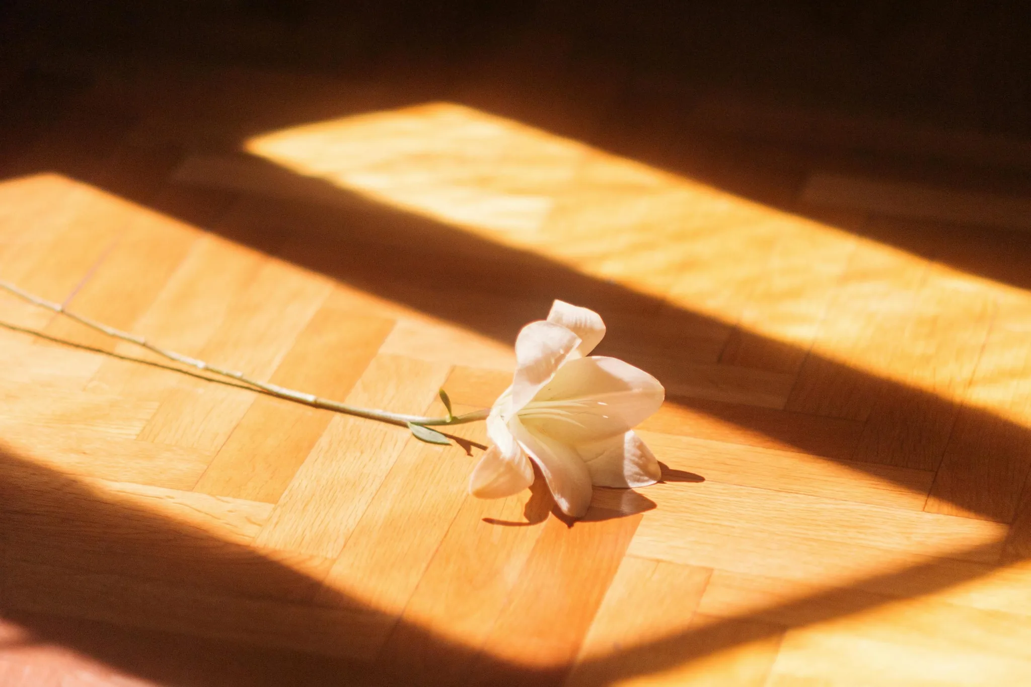 FoO5ygY-D-Uxk3ogA0dyzJUMhWBZ